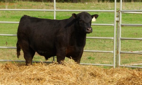 CORRAL 11 - N. 11714