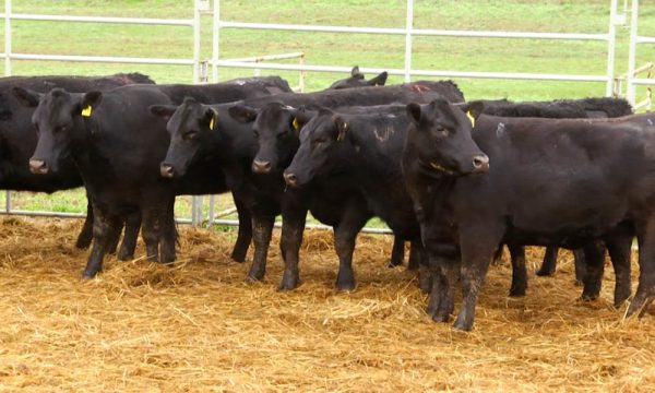 CORRAL 31 - 9 VAQUILLONAS PREÑADAS
