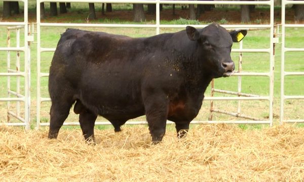 CORRAL 10 - N. Y002