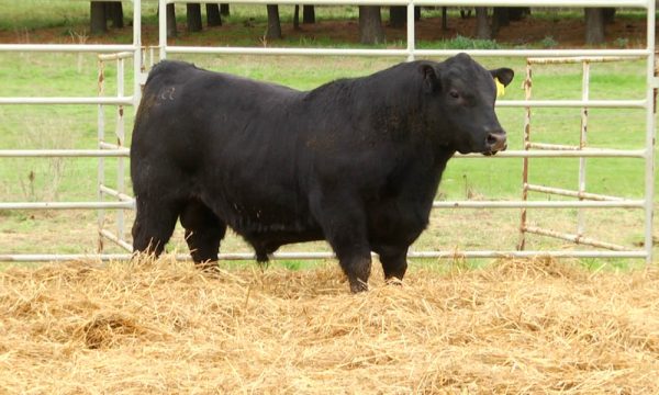 CORRAL 10 - N. Y008