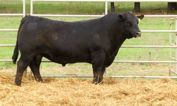 CORRAL 10 - N. Y012