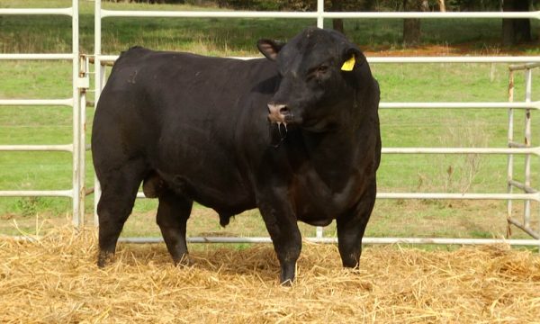 CORRAL 10 - N. Y014