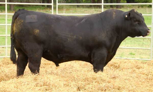 CORRAL 10 - N. Y016