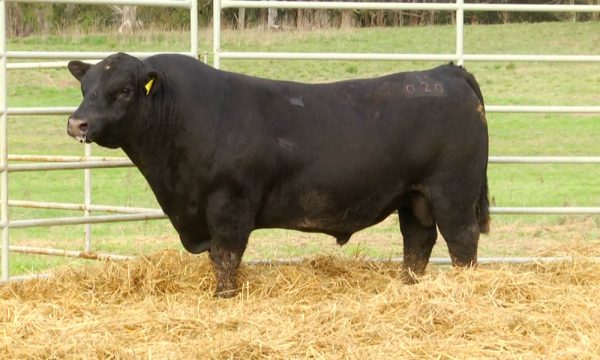 CORRAL 10 - N. Y020