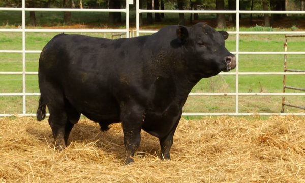 CORRAL 10 - N. Y022