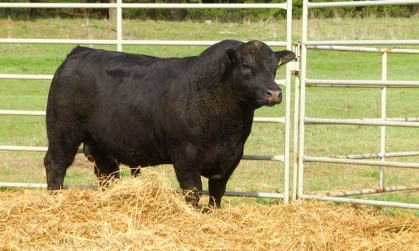 CORRAL 11 - N. Y028