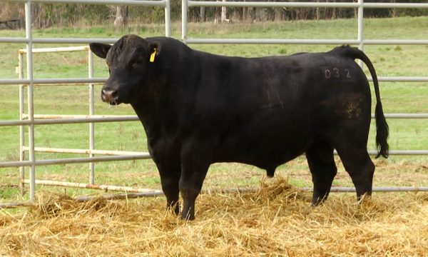 CORRAL 20 - N. Y032