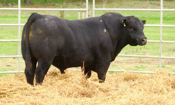 CORRAL 10 - N. Y042