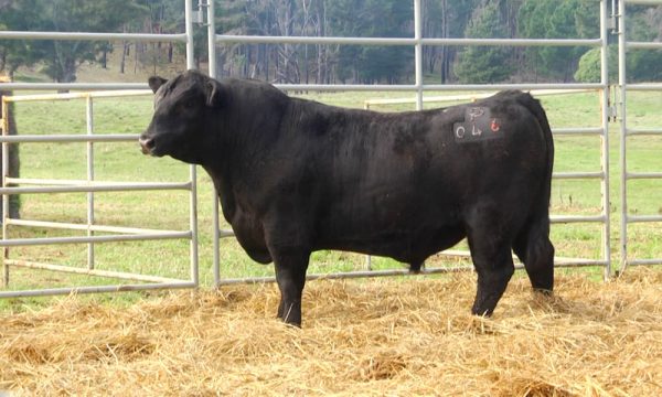 CORRAL 20 - N. Y046