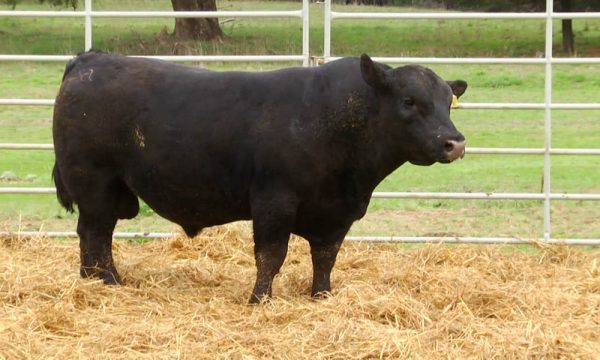 CORRAL 22 - N. Y048