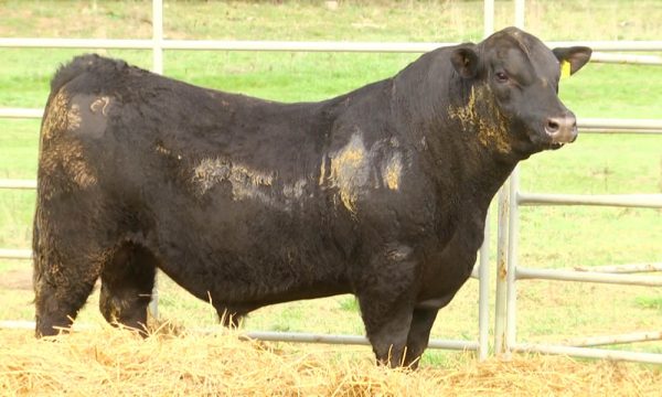 CORRAL 22 - N. Y054