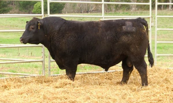 CORRAL 4 - N. Y062
