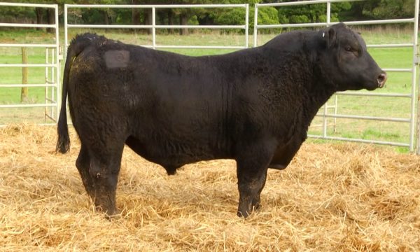 CORRAL 8 - N. Y064