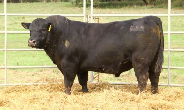 CORRAL 14 - N. Y066