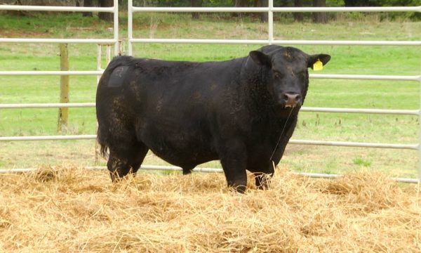 CORRAL 7 - N. Y068