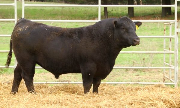 CORRAL 8 - N. Y074