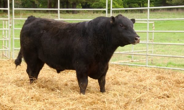 CORRAL 6 - N. Y076