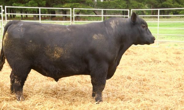 CORRAL 7 - N. Y080