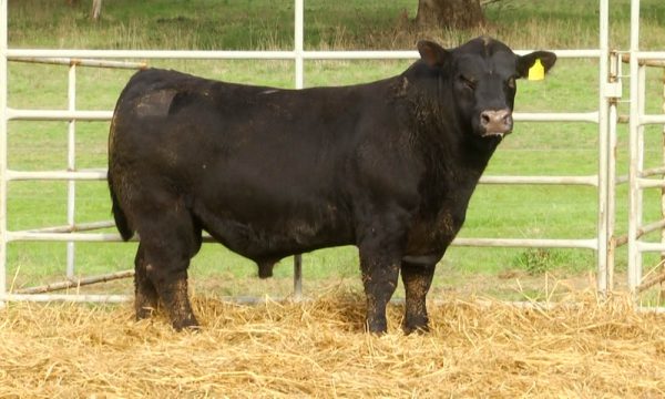 CORRAL 4 - N. Y090