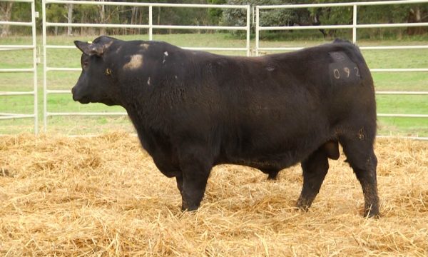 CORRAL 8 - N. Y092