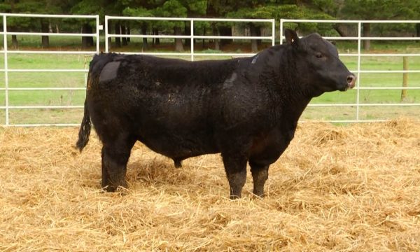 CORRAL 4 - N. Y094