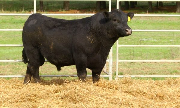 CORRAL 7 - N. Y095