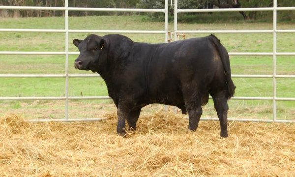 CORRAL 13 - N. Y096