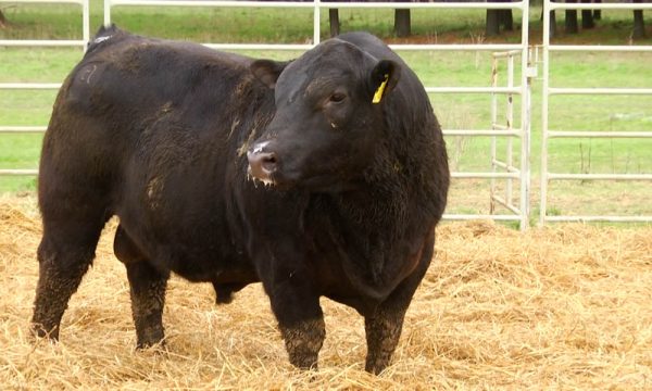 CORRAL 8 - N. Y098