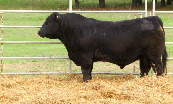 CORRAL 13 - N. Y100
