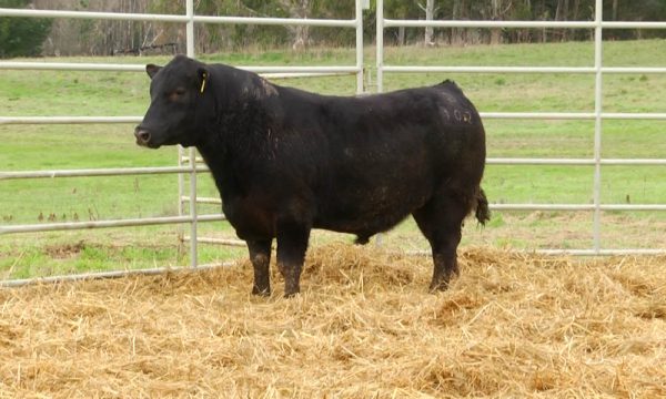 CORRAL 4 - N. Y102
