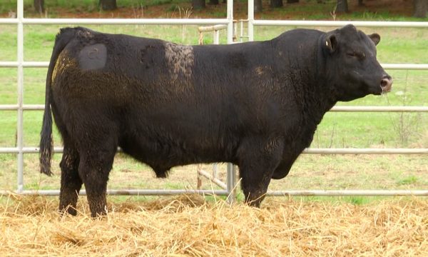 CORRAL 4 - N. Y106