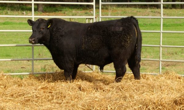 CORRAL 6 - N. Y108