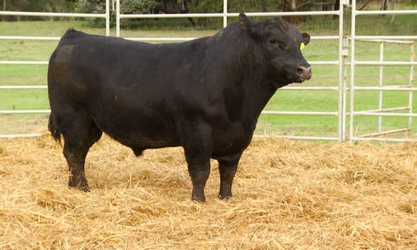 CORRAL 7 - N. Y118