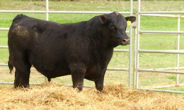 CORRAL 4 - N. Y120