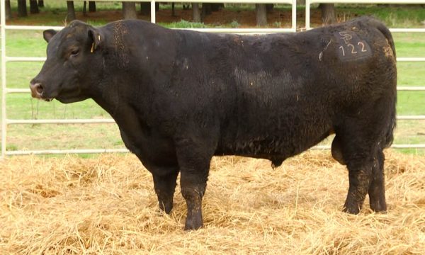 CORRAL 14 - N. Y122