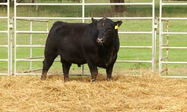CORRAL 14 - N. Y126