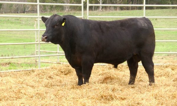 CORRAL 14 - N. Y128