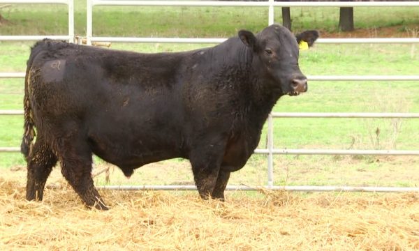 CORRAL 8 - N. Y130