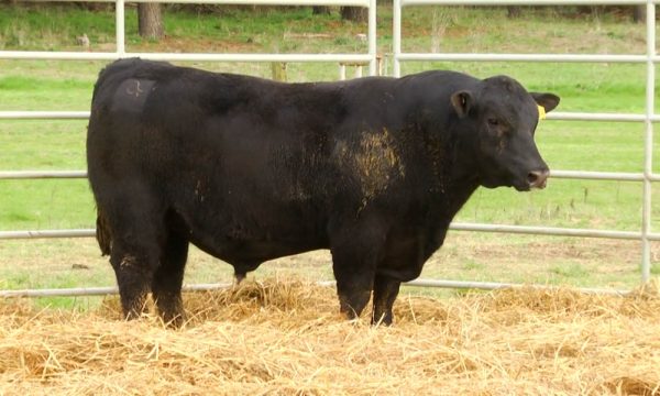 CORRAL 8 - N. Y132