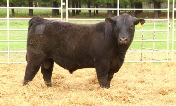 CORRAL 8 - N. Y134
