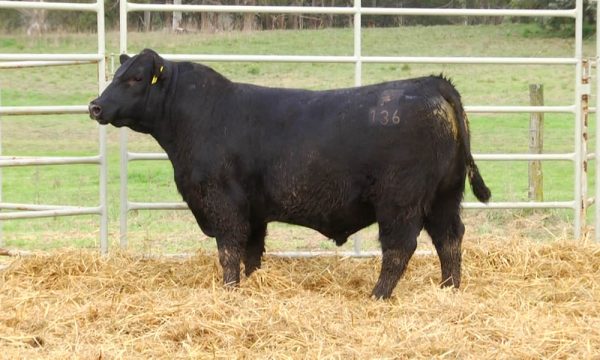 CORRAL 6 - N. Y136