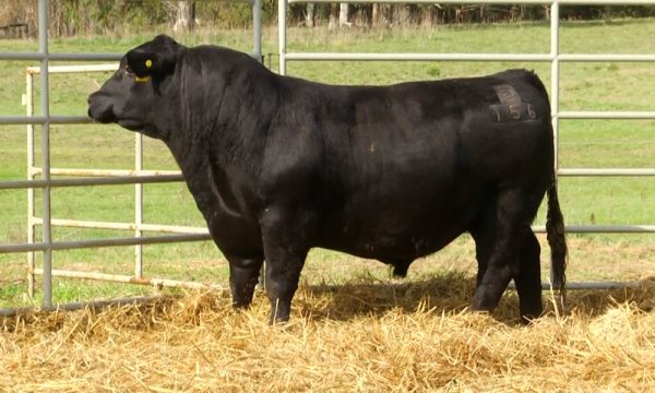 CORRAL 24 - N. Y156