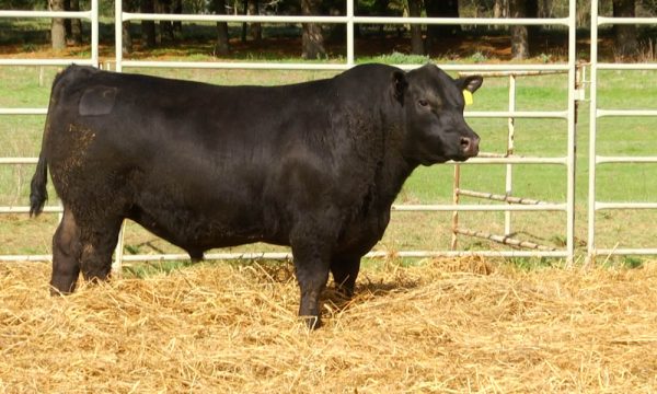CORRAL 17 - N. Y174