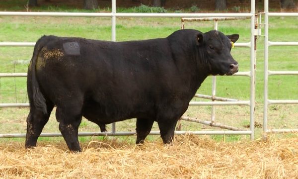 CORRAL 13 - N. Y187