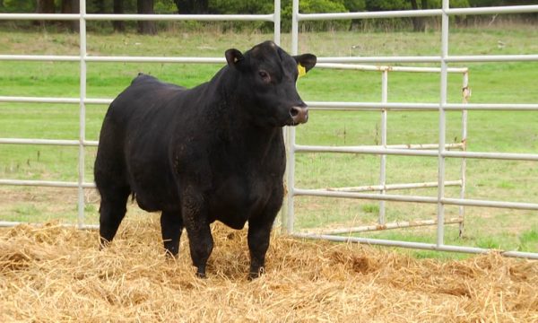 CORRAL 19 - N. Y190