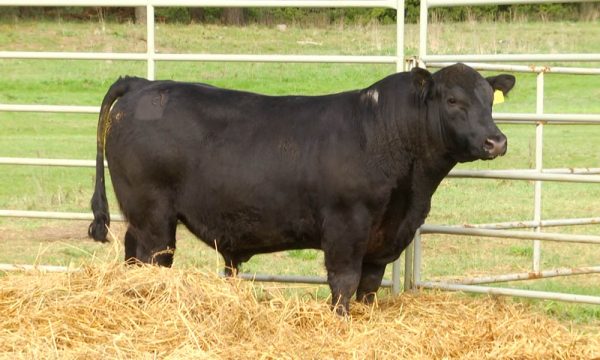 CORRAL 17 - N. Y206