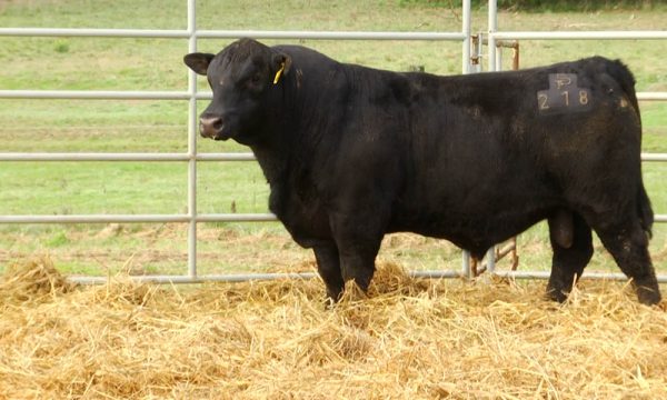 CORRAL 17 - N. Y218