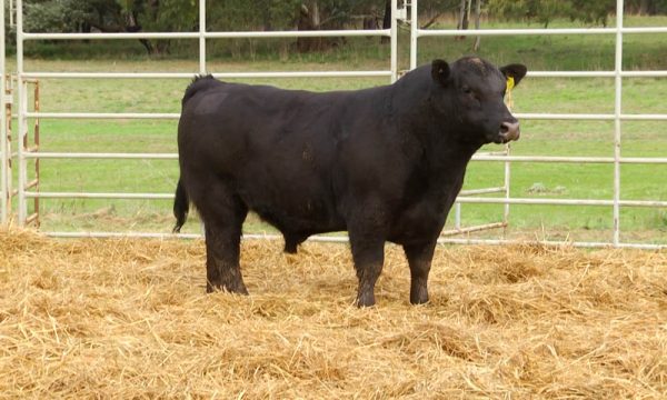 CORRAL 17 - N. Y222