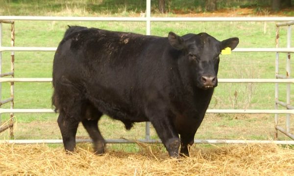 CORRAL 24 - N. Y234