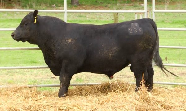 CORRAL 6 - N. Y236